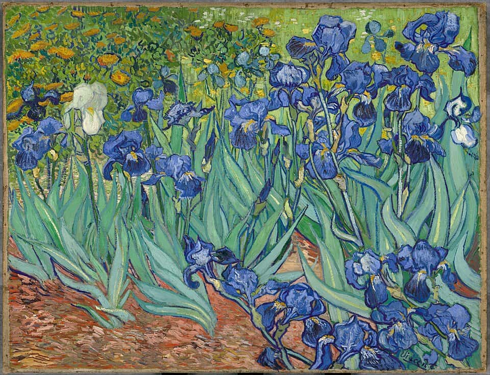 Irises in Bloom